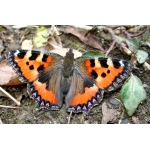 Small Tortoiseshell Aglais urticae 20 larvae